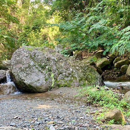 Gordon Town Kotch Pansiyon Kingston Dış mekan fotoğraf